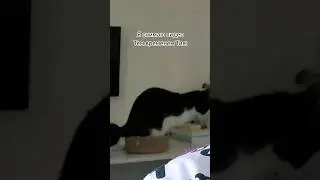 Это шо такое #кошка #топ