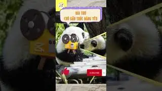 CHÚ GẤU TRÚC ĐÁNG YÊU