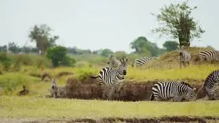zebra