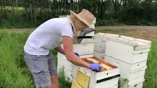 Beehive Inspection. How To Inspect Your Hive.