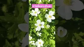 สวัสดีตอนเย็นกับดอกไม้สวยๆ #ดอกไม้ #สวยงาม #beautiful #flowers #beautifulflowers