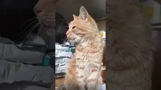 Самая очаровательная улыбка 