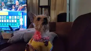 Doggo