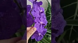 Gorgeous orchid flowers| This Vanda blooms many times a year #vandaorchid