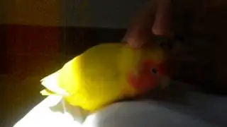 Lutino lovebird