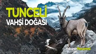 WILD ANIMALS ARE FRIENDLY WITH HUMANS IN THIS PLACE | TUNCELİ (DERSİM)