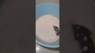 Hot Chocolate | Merry Christmas | the result..💀👍