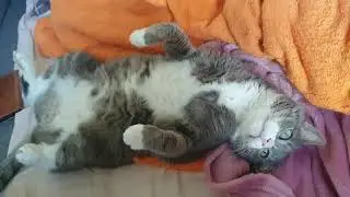 кот балдеет