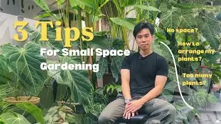 3 Simple Tips to Create a Lush Tropical Home Garden | How to Make Over a Small Tropical Garden