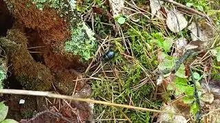 Навозник лесной - маленький житель Осинской лесной дачи.