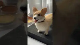 DIY miniature corgi 😍 Full version in the description under the long video ☝🏼 