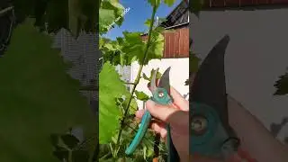 Pruning and pinching out grapes in summer.