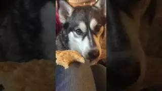 Sunday brunch, husky style