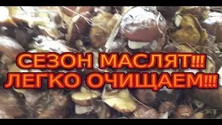 Грибы маслята. Как легко их очистить?