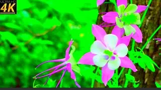COLORADO 4K Ultra HD VIDEO 1080ps |THE Centennial State|4K ULTRA HD Video