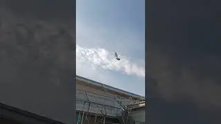 голубы  Самарканда