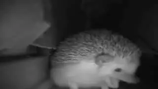 russian hedgehog sneezed