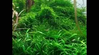 BaliMoss v1.wmv
