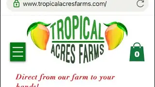 Picking up grafted mango trees from Tropical Acres Farms