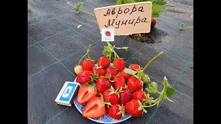 Аврора Мунира- клубника, раннего срока созревания (Итальянский сорт)