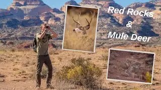 Mule Deer photography in red rocks and desert. Tracking wildlife and a surprise Owl encounter.