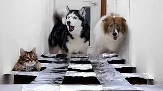 Dogs And Cats In a Rustling Maze! Huskies are Afraid of Shiny Foil