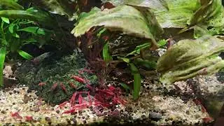 Shrimp Tank - 10 September 2024