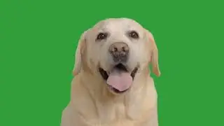Dog 🐶 Green Screen Background Video || Former Green Screen Background For Dog