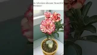 35 stunning desert rose varieties