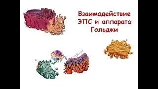Взаимодействие ЭПС и аппарата Гольджи