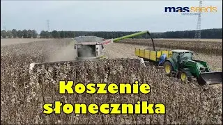 Koszenie słonecznika MAS 81K - Heder Moresil 12,36m szerokości + Claas Lexion 770 na gąsienicach