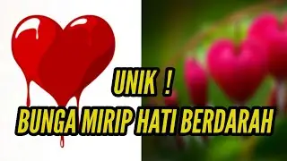 ANEH ! BUNGA INI MENYERUPAI HATI YANG BERDARAH