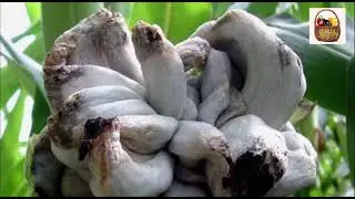 Descubre cuál es su significado del huitlacoche