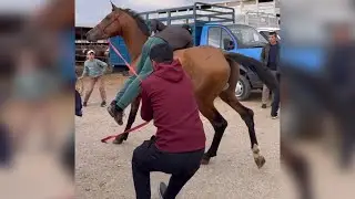 Beautiful Horse! Horses Running  #horse #horses #shorts