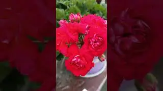 Ах,июль,макушка лета! #россия #live #моирастения