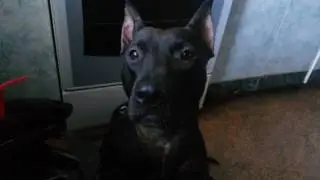 Faina pitbull!! The kindest, most affectionate, sweetest, most beautiful dog