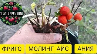 Рассада клубники фриго приехала 🍓✅