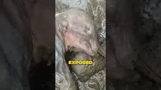 The Day the Mammoths Froze in Place