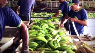 Verde Vale Irrigacao - Peça 30' Adax Publicidade