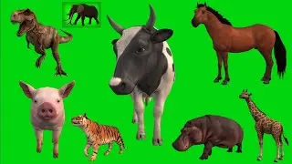 Free Animal Green Screen Pack+Free Download || Animal Green Screen