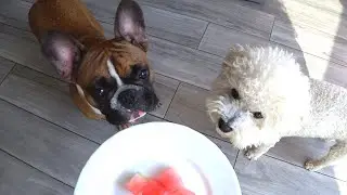 Лакомство для наших собак) A treat for our dogs)