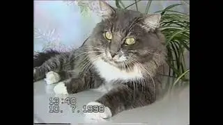 July 10, 1998. Lesozavodsk. Cat Gosha