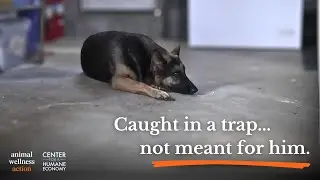 Trapping in Vermont is Dangerous...And MUST Be Stopped