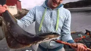 HALIBUT-KVEITE