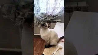 потеряла муху #кошка