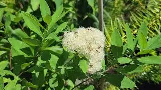 Spirea virginiana Ant pollinators