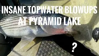 Bass, Striper and Topwater Blowups at Pyramid Lake (ft. PresidentBobby )