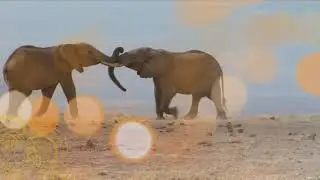 20 Absolutely Extraordinary Elephant Facts