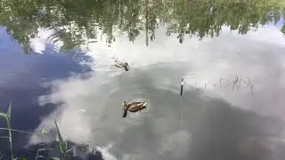 Утро на лесном озере.