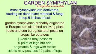 SYMPHYLANS--relatives of centipedes & millipedes